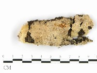 藏品(齒耳菌屬)的圖片