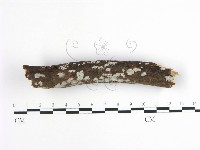 藏品(齒耳菌屬)的圖片