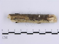 藏品(齒耳菌屬)的圖片