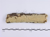 藏品(容氏菌屬)的圖片