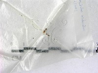 藏品()的圖片