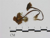 藏品(小菇屬)的圖片