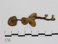 藏品(小菇屬)的圖片