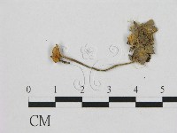 藏品(小皮傘屬)的圖片