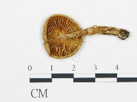 藏品(杯傘屬)的圖片