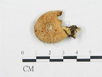 藏品(杯傘屬)的圖片