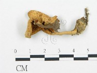 藏品(杯傘屬)的圖片