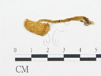 藏品(杯傘屬)的圖片