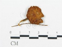 藏品(杯傘屬)的圖片