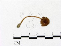 藏品(微皮傘屬)的圖片