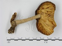 藏品(濕傘屬)的圖片