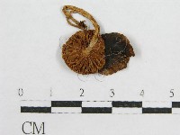 藏品(盔孢傘屬)的圖片