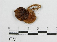 藏品(盔孢傘屬)的圖片