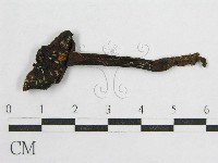 藏品(盔孢傘屬)的圖片