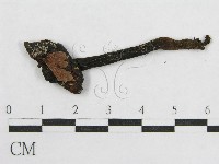 藏品(盔孢傘屬)的圖片