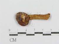 藏品(紅菇屬)的圖片