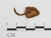 藏品(粉褶菌屬)的圖片