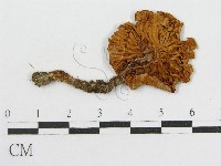藏品()的圖片