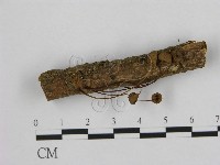 藏品(小皮傘屬)的圖片