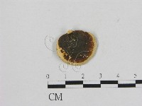 藏品(小孔菌屬)的圖片