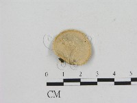 藏品(小孔菌屬)的圖片