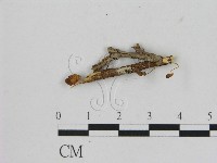 藏品(小菇屬)的圖片