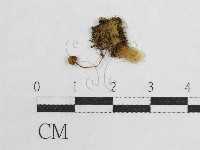 藏品(盔孢傘屬)的圖片