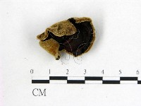 藏品(毛木耳)的圖片