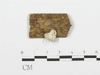 藏品(裂褶菌)的圖片