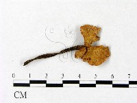 藏品(微皮傘屬)的圖片