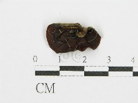 藏品(毛木耳)的圖片