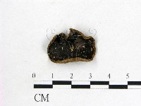 藏品(毛木耳)的圖片