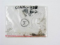 藏品(粉褶菌屬)的圖片