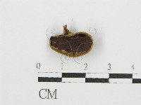 藏品(毛木耳)的圖片