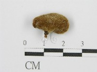 藏品(毛木耳)的圖片