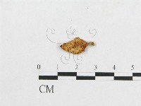 藏品(多孔菌屬)的圖片