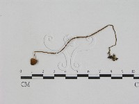 藏品(小菇屬)的圖片