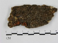 藏品(小菇屬)的圖片