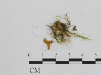 藏品(小菇屬)的圖片