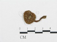 藏品(杯傘屬)的圖片