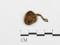 藏品(杯傘屬)的圖片