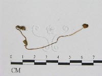 藏品(小菇屬)的圖片