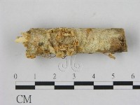 藏品(小菇屬)的圖片