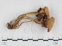 藏品(微皮傘屬)的圖片