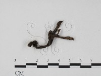 藏品(炭角菌屬)的圖片