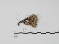 藏品(棕色革菌)的圖片