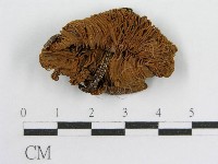 藏品(粉褶菌屬)的圖片