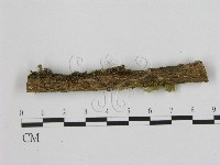 藏品(小皮傘屬)的圖片