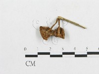 藏品(多孔菌屬)的圖片