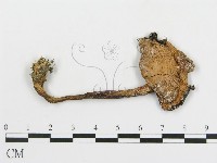 藏品(傘菌屬)的圖片